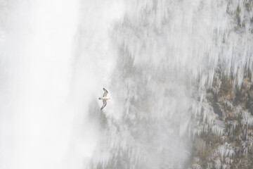 Seljalandfoss, Iceland