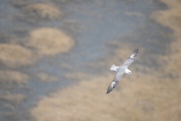Dyrhólaey, Southern Iceland