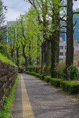 新緑が美しい東京港区元赤坂の歩道