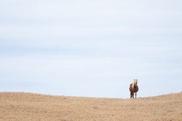 Icelandic Horse