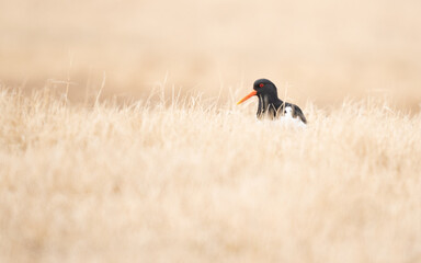 Oystercatcher, Southern Iceland