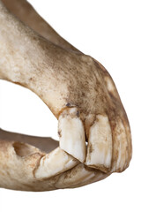 Upper and lower jaw with incisors in a skull of a horse (Equus caballus). Focus on the teeth, a...