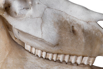 Side view of a part of a horse's skull. Focus on the Wormian bones, also known as intrasutural bones or sutural bones on the upper jaw between the teeth and the orbit