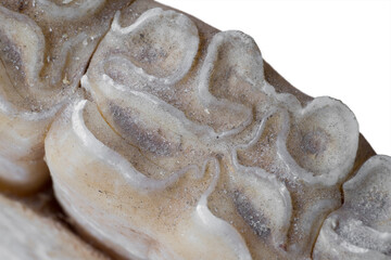 Chewing surface of the molars of a horse in a skull, showing the wear and marks
