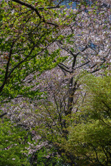 東京港区赤坂5丁目のサクラ風景