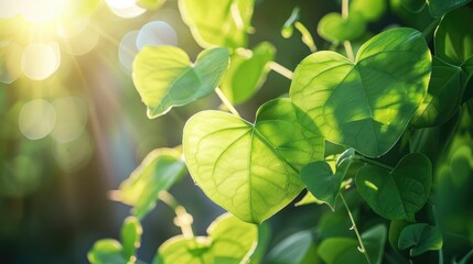 Close up of heart shaped leaves against a sunlit background