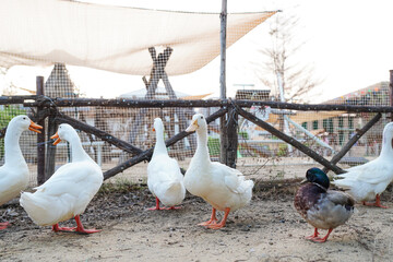 Ducks in farm traditional farming in animal farm, group of white ducks in the farm.