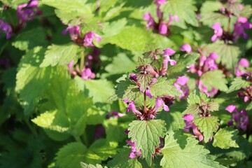 blooming spotted Deadnettle