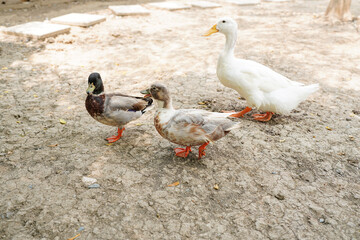 Ducks in farm traditional farming in animal farm, group of white ducks in the farm.