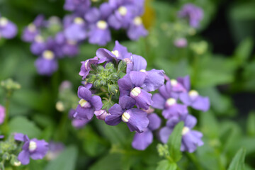 Bluebird nemesia flowers