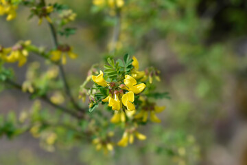Fototapeta premium Vetch-like coronilla flowers
