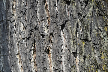 Eastern black walnut bark detail