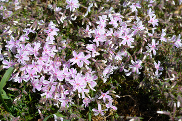Obraz premium Creeping Phlox Candy Stripe flowers