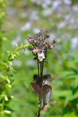 Foxglove beardtongue Husker Red flowers