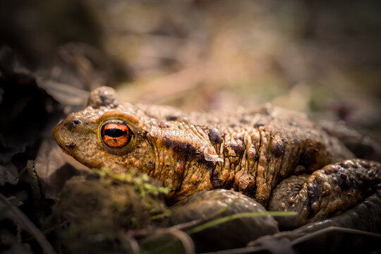 Erdkr&ouml;te (Bufo bufo)