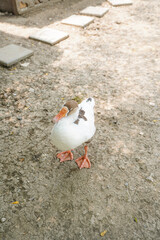 Ducks in farm traditional farming in animal farm, group of white ducks in the farm.