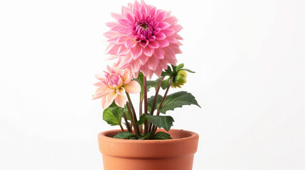 Naklejka na ściany i meble Dahlias, Flower, Wall-paper, Colour, Bouquet, Petals, Design, Beautiful, Colored Dahlia Flowers Plant in a pot Isolated on White Background ,Beauty bouquet pink flowers with green leaves 