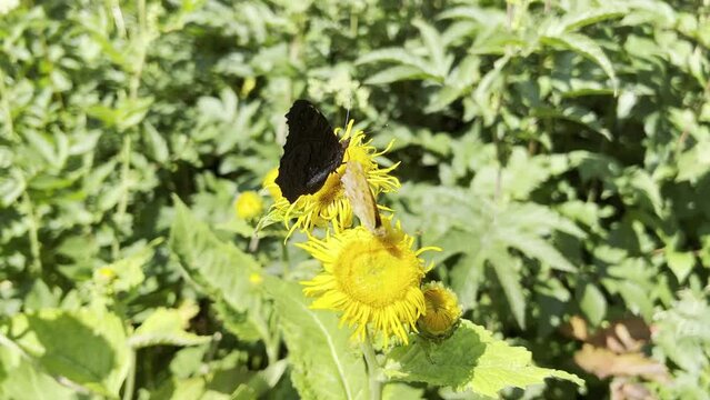 Inula Helenium, butterfly