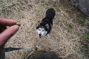 A man feeds a husky dog ​​a treat.