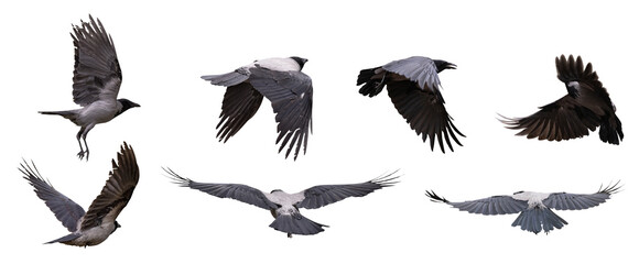 large grey seven crows in flight on white