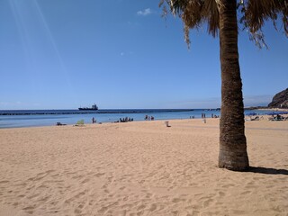 beach with trees