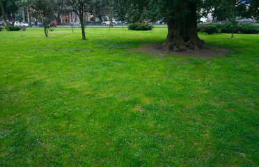 green grass field, lawn or meadow with city park background, Spring and summer season backdrop. nobody, no people. empty copy space.
