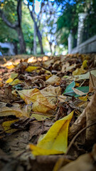 autumn leaves on the ground