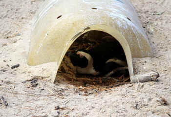 Jackass penguins (Spheniscus demersus) inside artificial nest boxes : (pix Sanjiv Shukla)