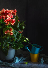 Blooming begonia bush on a dark background.