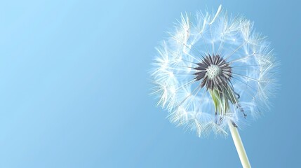   A dandelion drifts in the wind against a backdrop of a clear blue sky