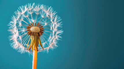   A tight shot of a dandelion against a backdrop of blue, softly blurred at its uppermost portion