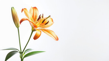 Large orange lilies flower isolated on white background,Side view of a single stem with a orange  daylily flower  plus unopened buds isolated against a white background
