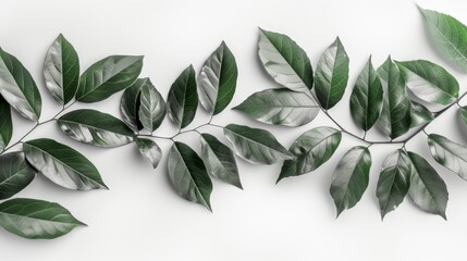   Close-up of a green, leafy plant against a pure white background Ideal for overlaying text or an additional image