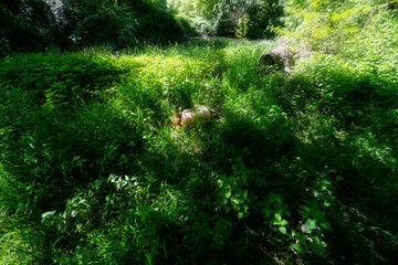 Back of a naked mature sexy woman lying curled up in fetal pose in the lush green of the plants in spring of a sunny river floodplain meadow on the Ardèche near Saulce-sur-Rhône, in france