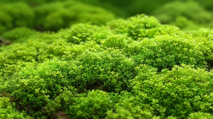   A sharp close-up of a verdant plant with copious leaves above and below Background softly blurred