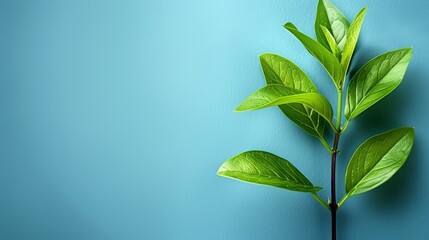   A tight shot of a plant boasting verdant leaves against a tranquil blue backdrop Insert text or image here