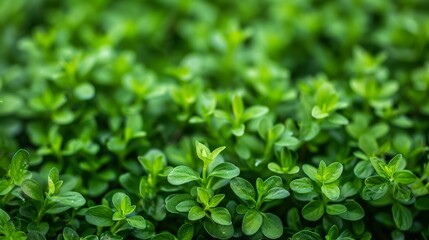   A tight shot of several green plants with small foliage, centered, backed by a softly blurred background