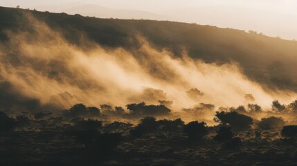   A hilltop group of trees cloaked in fog, sun lighting their peaks