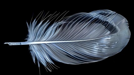   A bird feather, closely framed against black backdrop with a pristine white quill tip