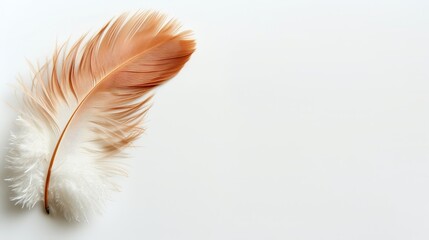   A tight shot of a feather against a pristine white backdrop, leaving ample room for superimposing text or an insertion of an image at its base - obrazy, fototapety, plakaty