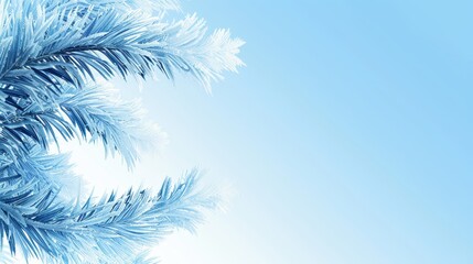   A palms' close-up with snow-laden branches against a backdrop of azure sky