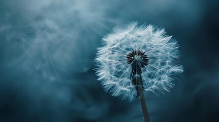   A dandelion floats against a dark blue and black backdrop, its blurred form dancing in the wind