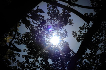 奥琵琶湖パークウェイから見た太陽と木の影