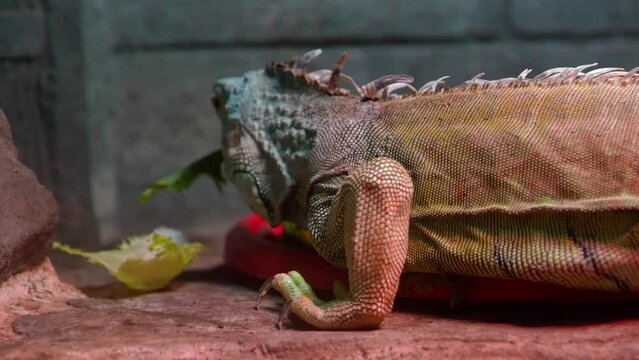Iguana having a lunch in terrarium
