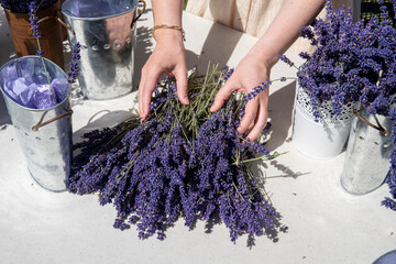 Bunch of lavender flowers in female's hands. Woman makes lavender bouquets outdoors