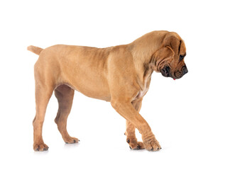 African boerboel in studio