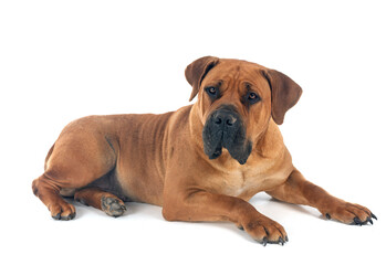 African boerboel in studio