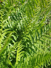fern plant background