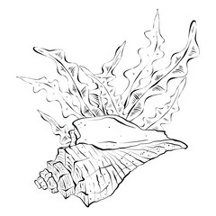 Seashells and seaweed bunch. Hand drawn illustration, graphic set. Drawn in black ink in sketch style. Isolated on white background, design for packaging and children's coloring pages