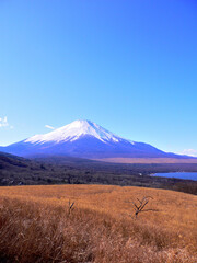 枯れた草原と富士山